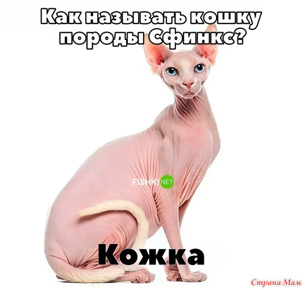   ))