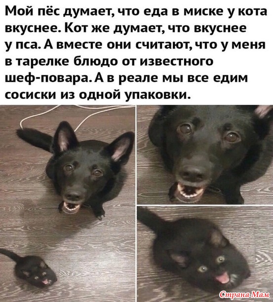   ))