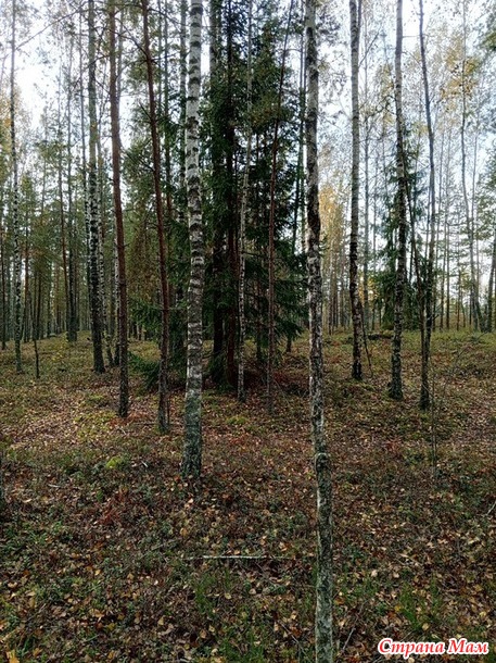 Немного нашего леса.