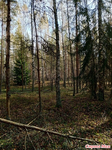 Немного нашего леса.