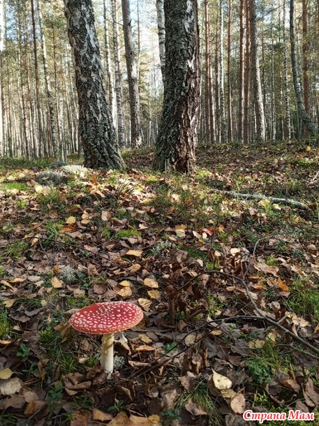 Немного нашего леса.