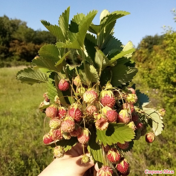Про сельскую жизнь