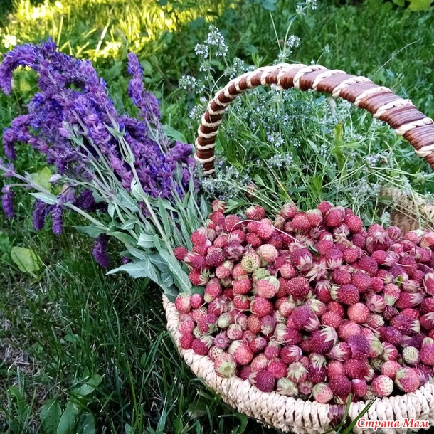 Про сельскую жизнь