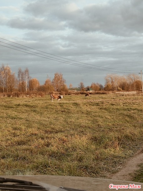 Золотая осень похоже закончилась.