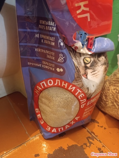 Как приучить уличного котёнка девочку к лотку