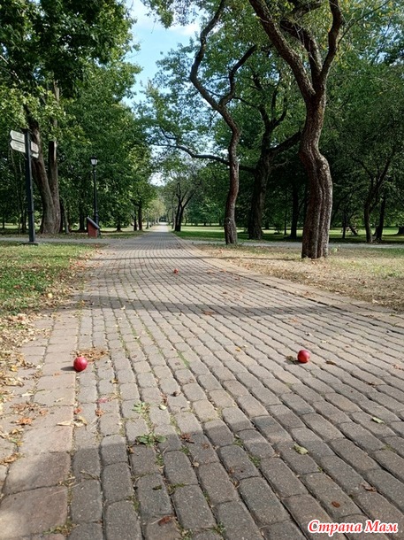 Просто прогулка по парку.