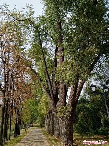 Просто прогулка по парку.