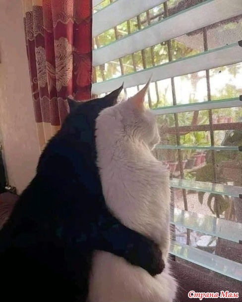    ))