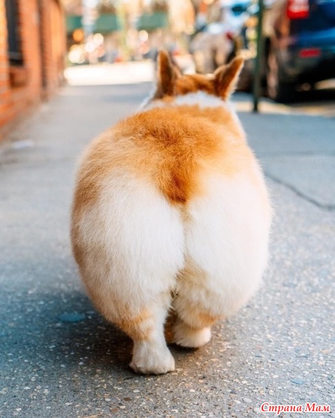    ))