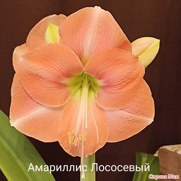 Мои Амариллисы)))