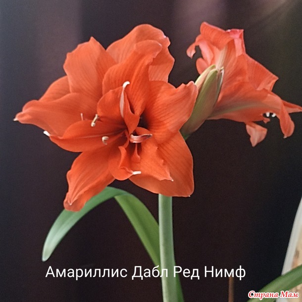 Мои Амариллисы)))