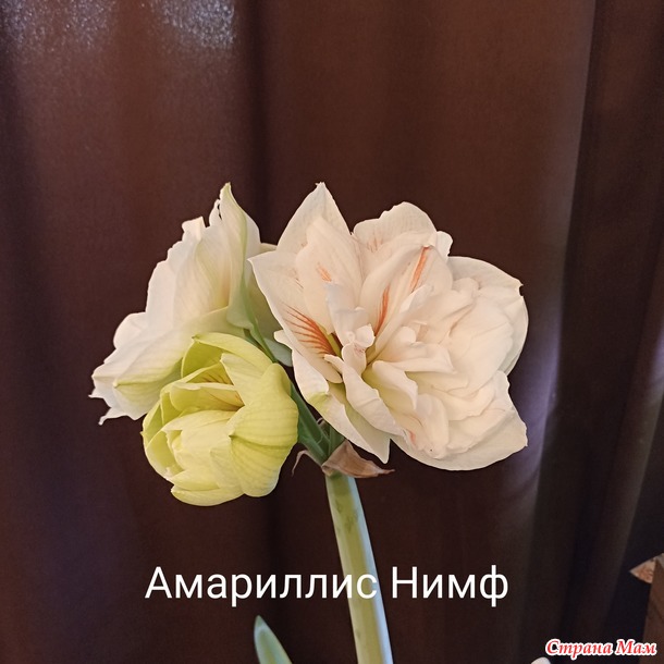 Мои Амариллисы)))