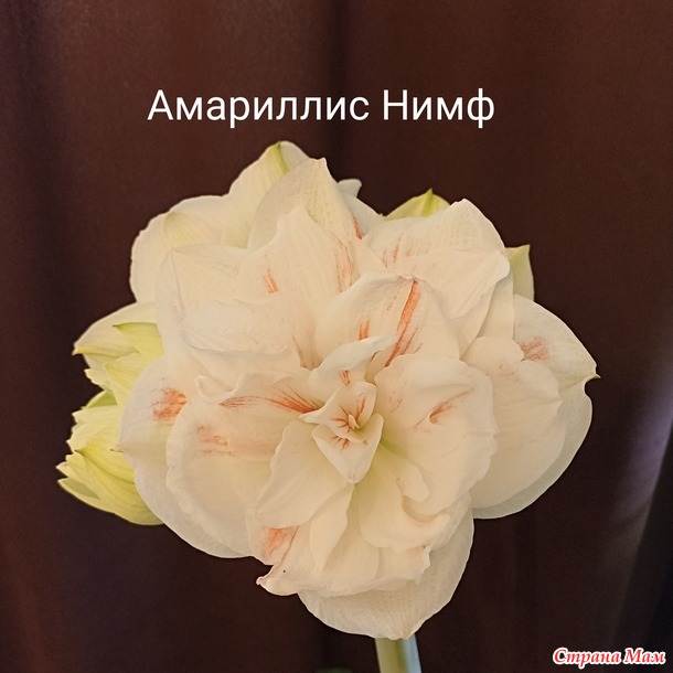 Мои Амариллисы)))