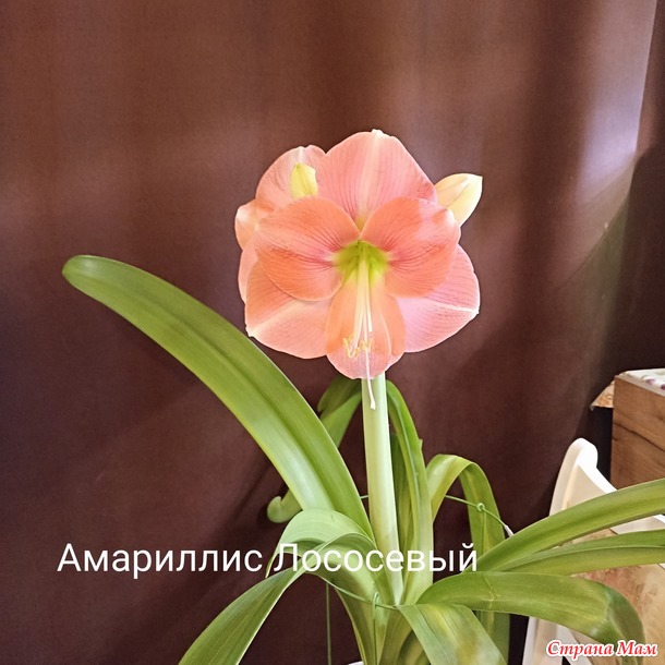Мои Амариллисы)))