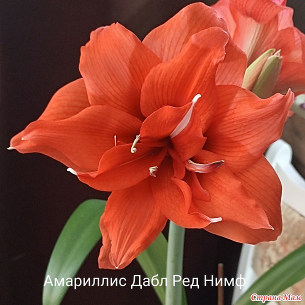Мои Амариллисы)))