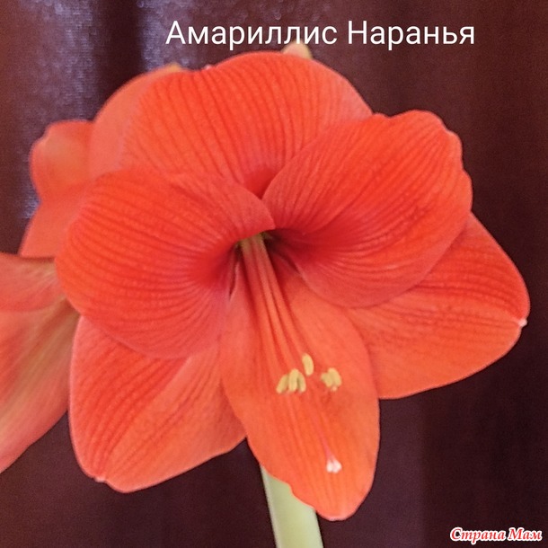 Мои Амариллисы)))
