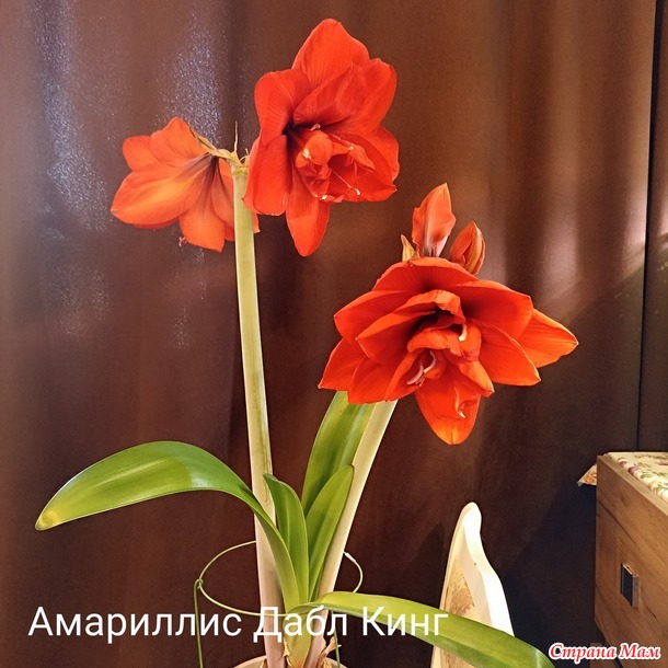 Мои Амариллисы)))