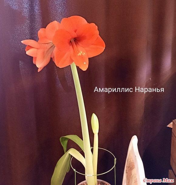 Мои Амариллисы)))