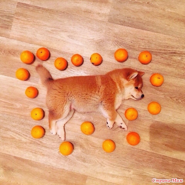   ... ))