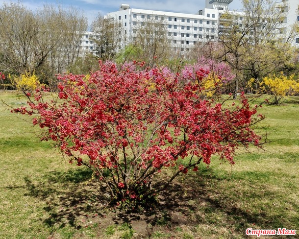 Карминно-красная весна.