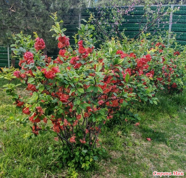 Карминно-красная весна.
