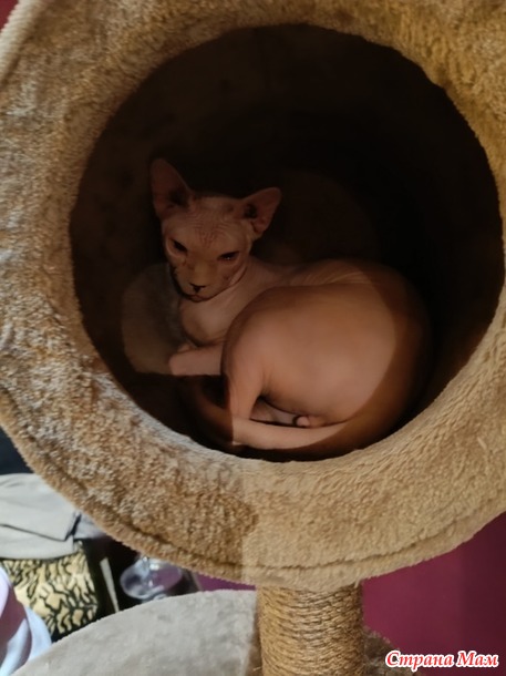   ,    