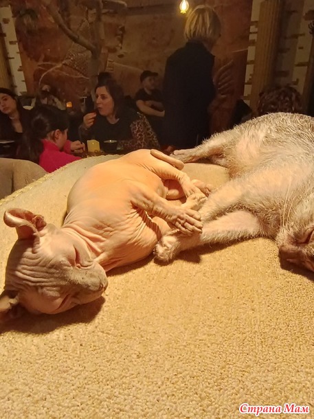   ,    