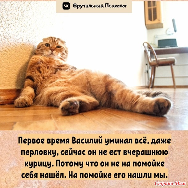       ))