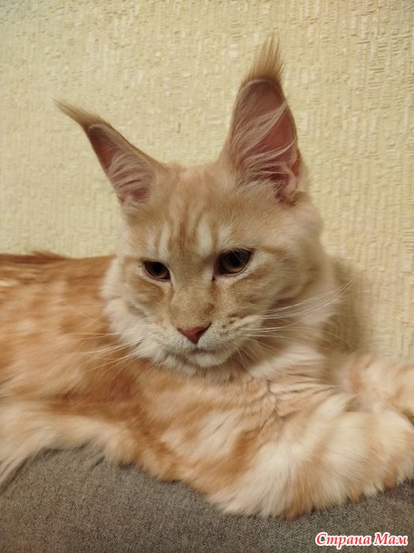Вопрос про кота. Нестандартный пост на 1 января.