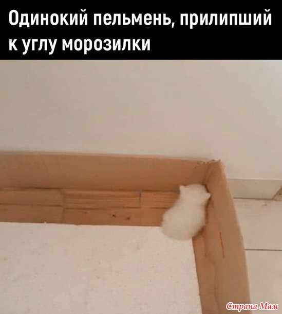      ))