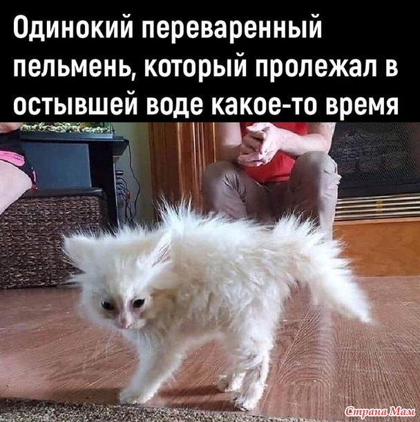      ))