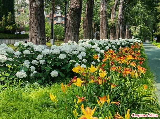 Проза жизни. Июньская жара.