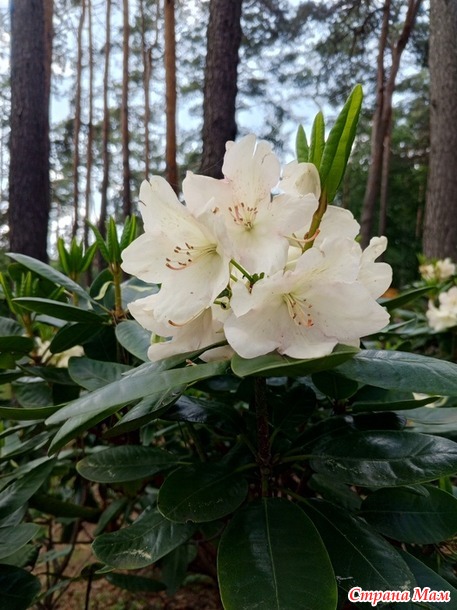 Куклы и цветы.