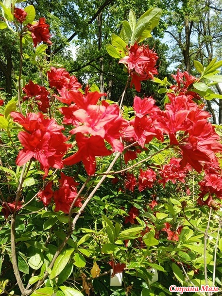 Куклы и цветы.