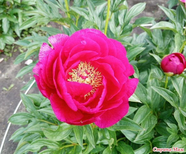 Куклы и цветы.