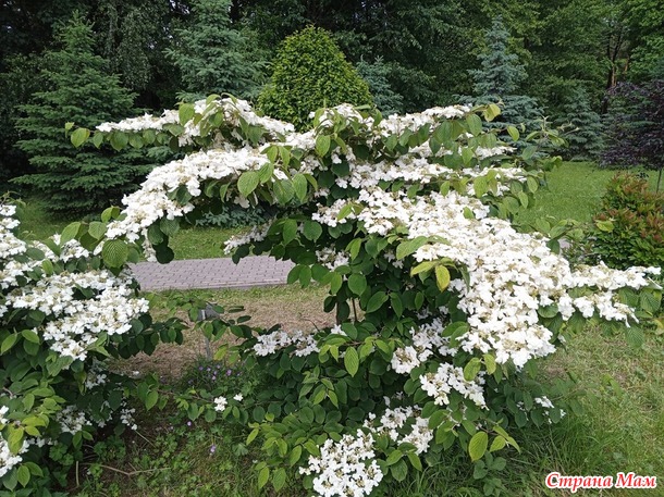 Куклы и цветы.