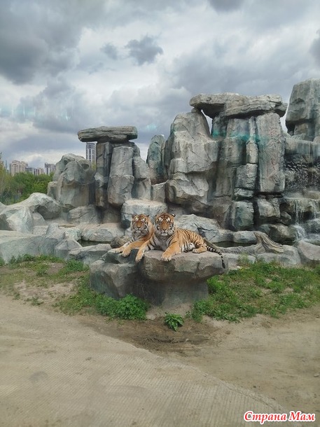 Поездка в Харбин. Часть 2. Тигры, мосты, шоколад.