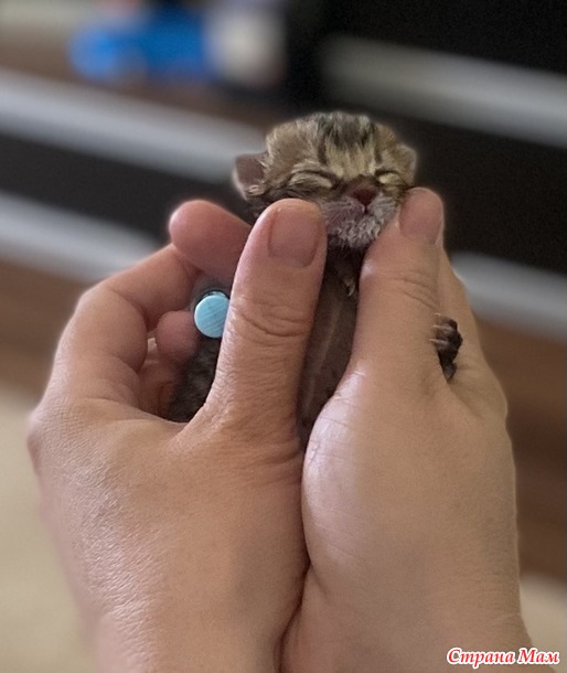 Котомать
