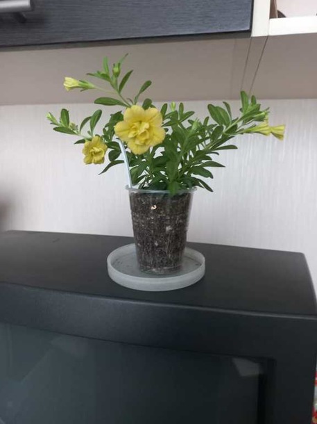 Посмотрите лучше какую капусту я вырастила :)