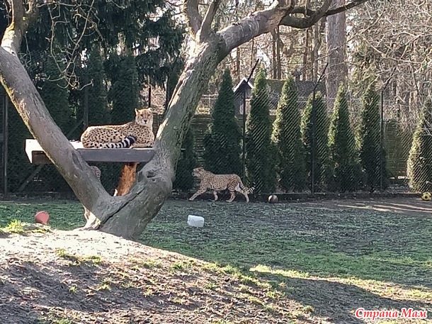 Варшавский зоопарк