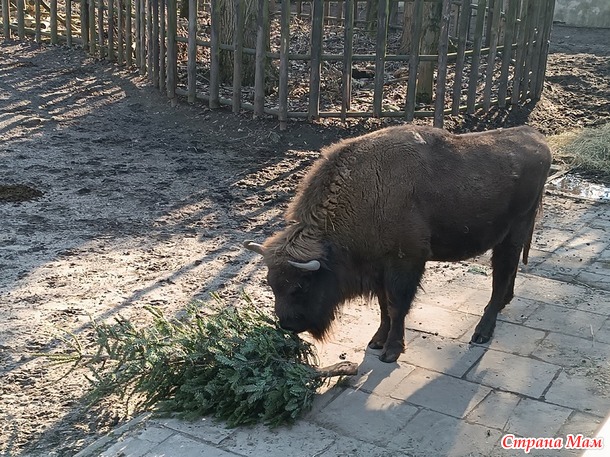 Варшавский зоопарк