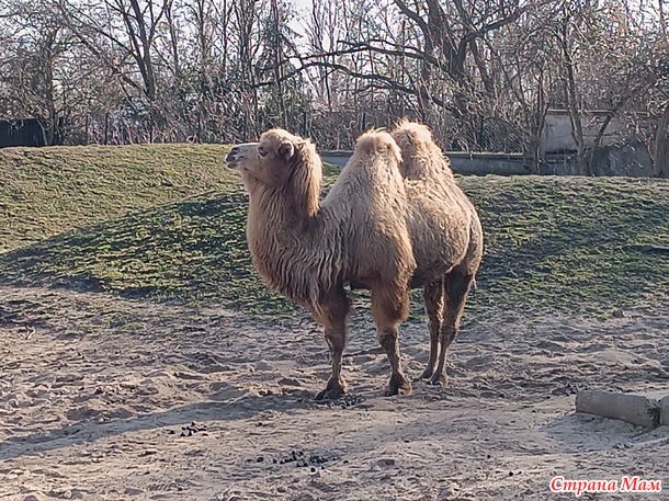 Варшавский зоопарк