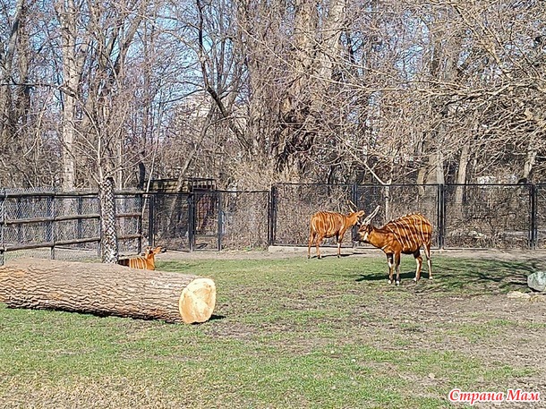 Варшавский зоопарк