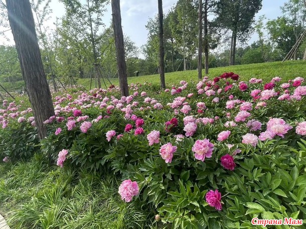 В городских джунглях. Часть 4. Перед дождем.