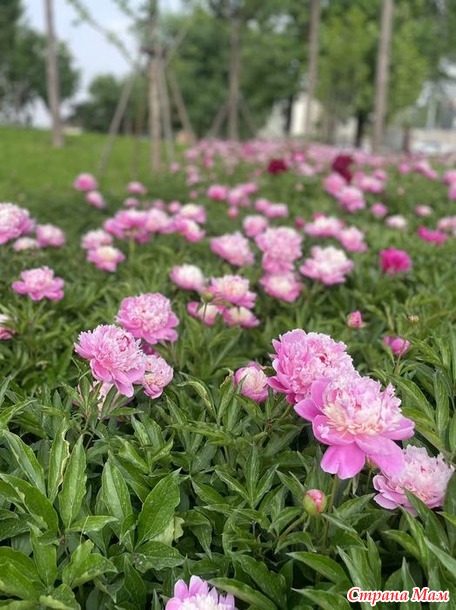 В городских джунглях. Часть 4. Перед дождем.