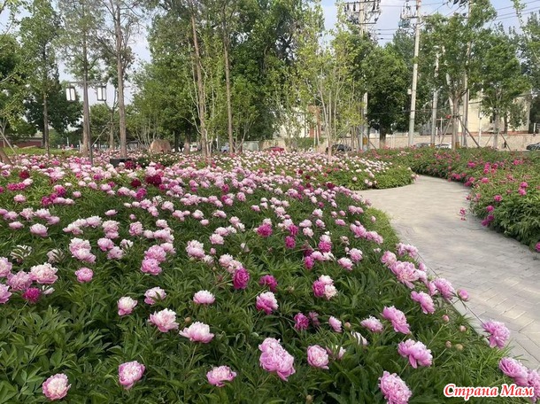 В городских джунглях. Часть 4. Перед дождем.