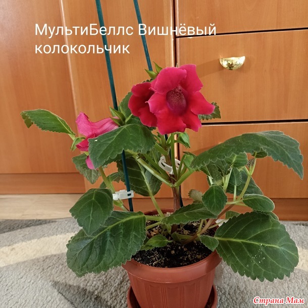 Глоксинии)))