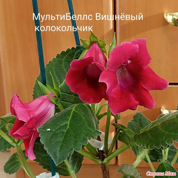 Глоксинии)))