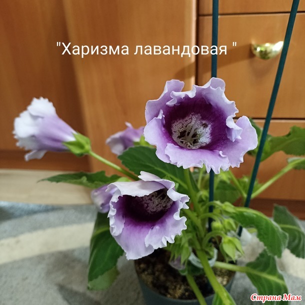 Глоксинии)))