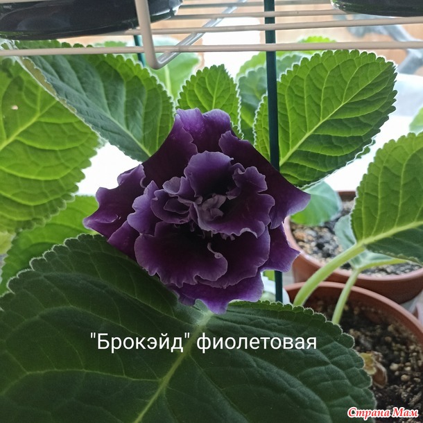 Глоксинии)))